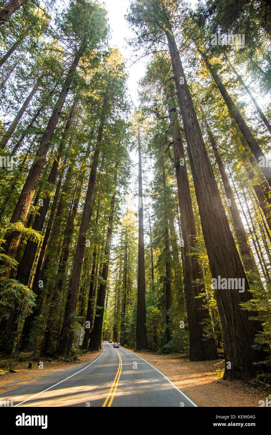 Road leading through the Avenue of the Giants, giant Redwood trees