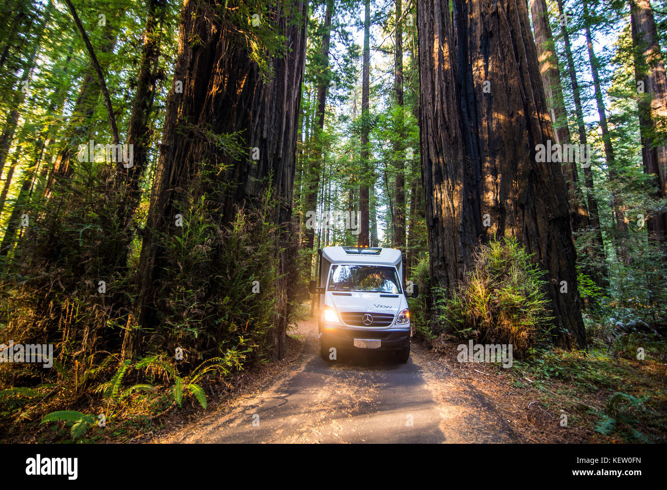 Camervan driving through a small alley between two redwoods, Avenue of the Giants, Northern California, USA Stock Photo