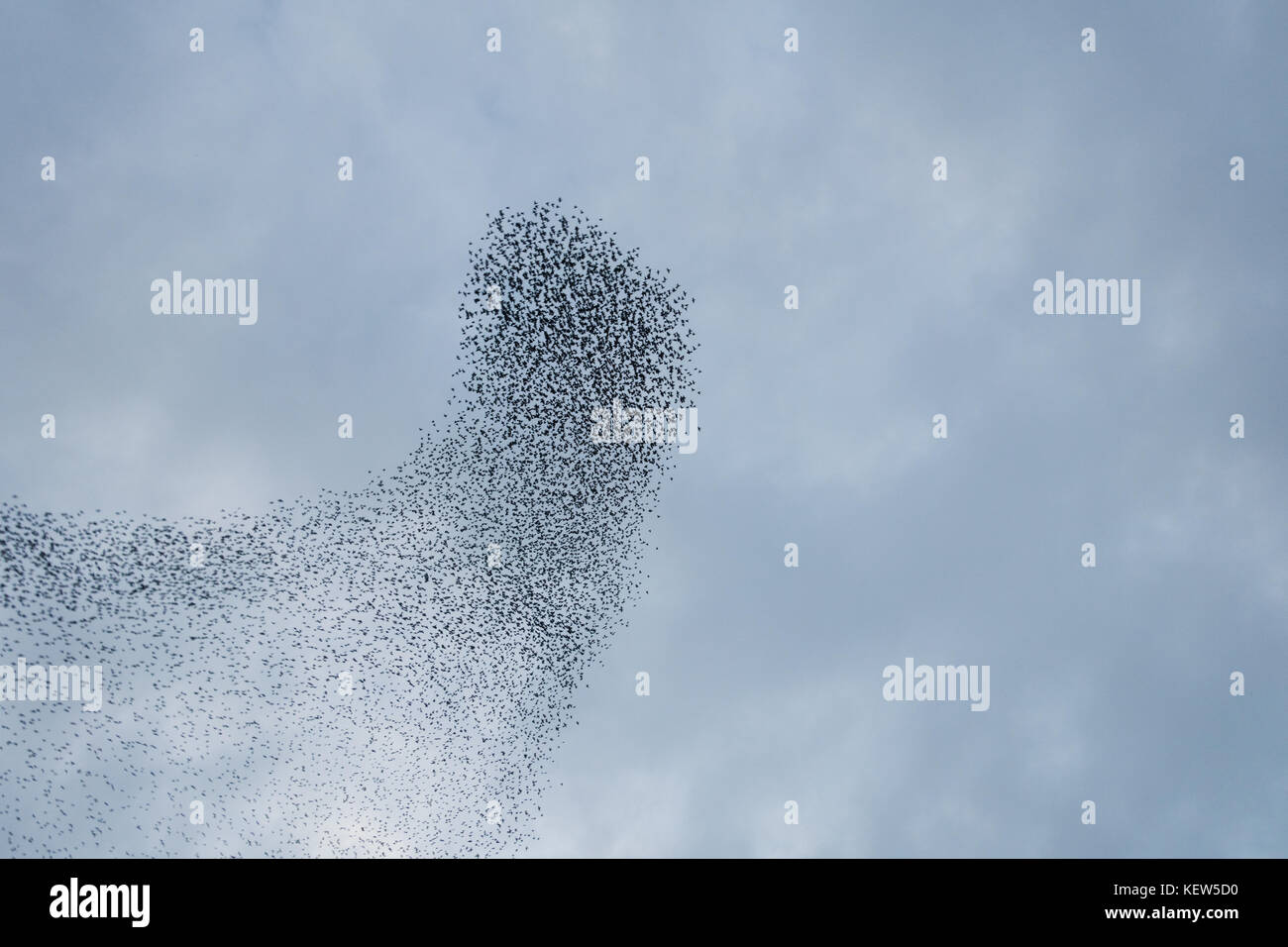 Aberystwyth, Ceredigion, UK. 23rd Oct, 2017. UK Weather. The annual winter gathering of starlings at Aberystwyth has begun, with several thousand birds converging to roost on the Royal Pier on the promenade. Credit: atgof.co/Alamy Live News Stock Photo