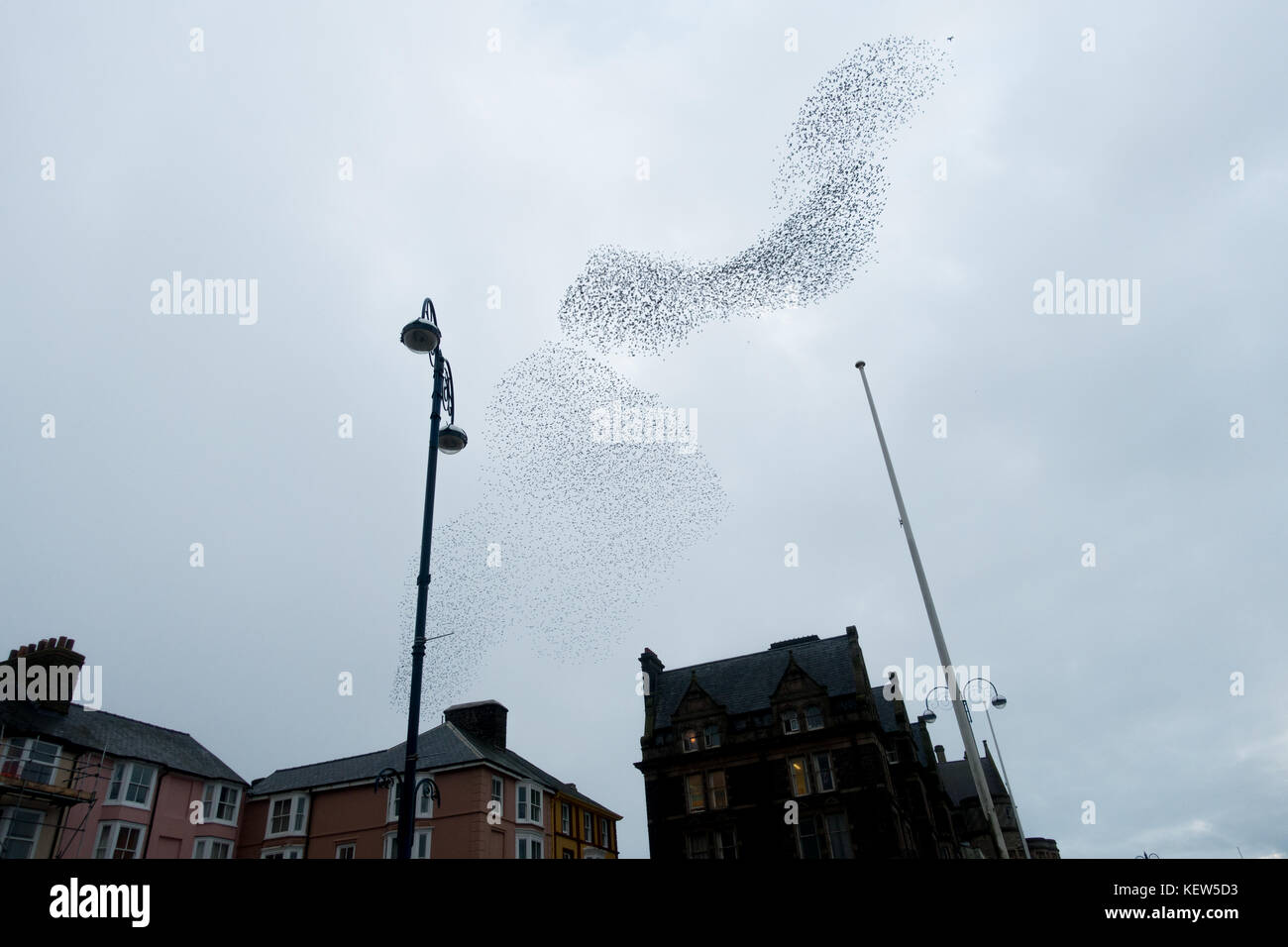 Aberystwyth, Ceredigion, UK. 23rd Oct, 2017. UK Weather. The annual winter gathering of starlings at Aberystwyth has begun, with several thousand birds converging to roost on the Royal Pier on the promenade. Credit: atgof.co/Alamy Live News Stock Photo