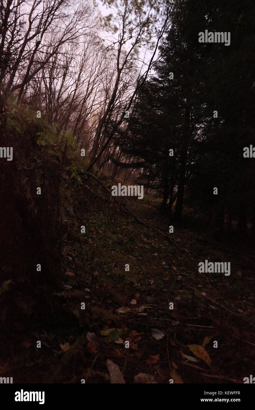 Night In The Forest Stock Photo Alamy