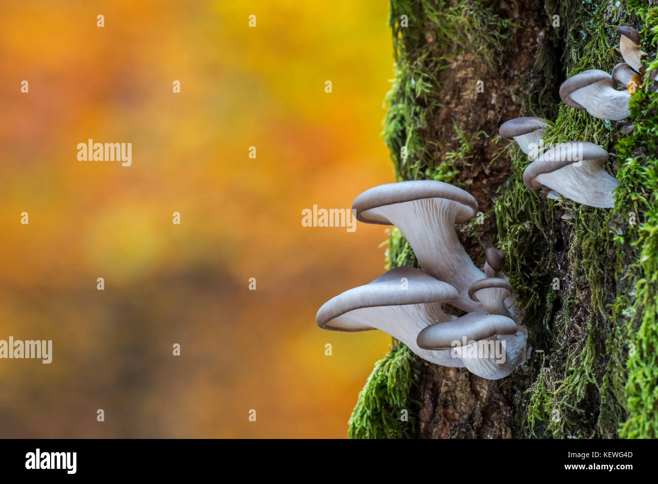 Oyster mushroom / Oyster bracket fungus (Pleurotus ostreatus) growing on tree trunk in autumn forest Stock Photo