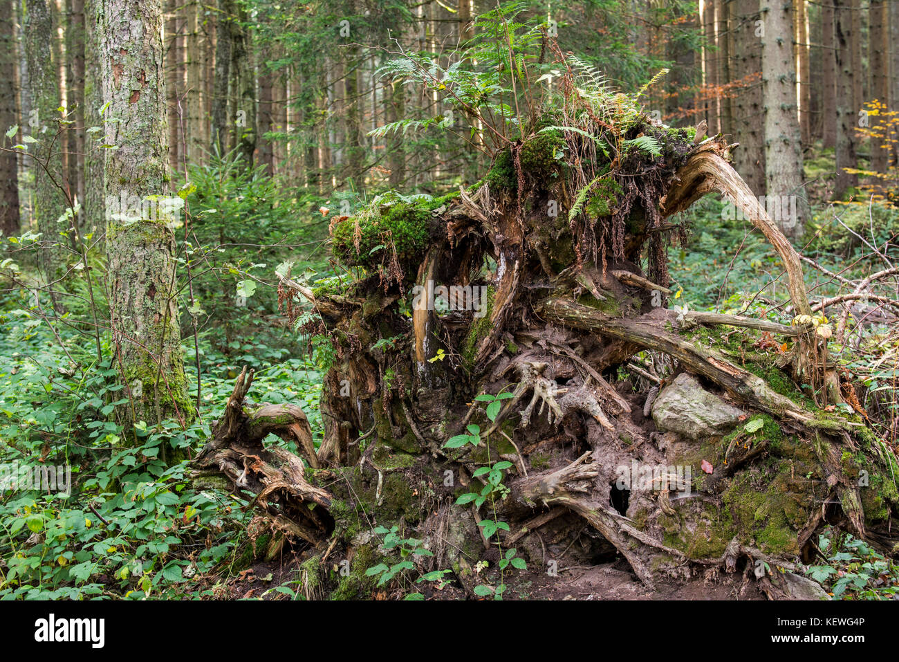 Uprooted spruce tree exposing its tree roots due to high winds in forest Stock Photo