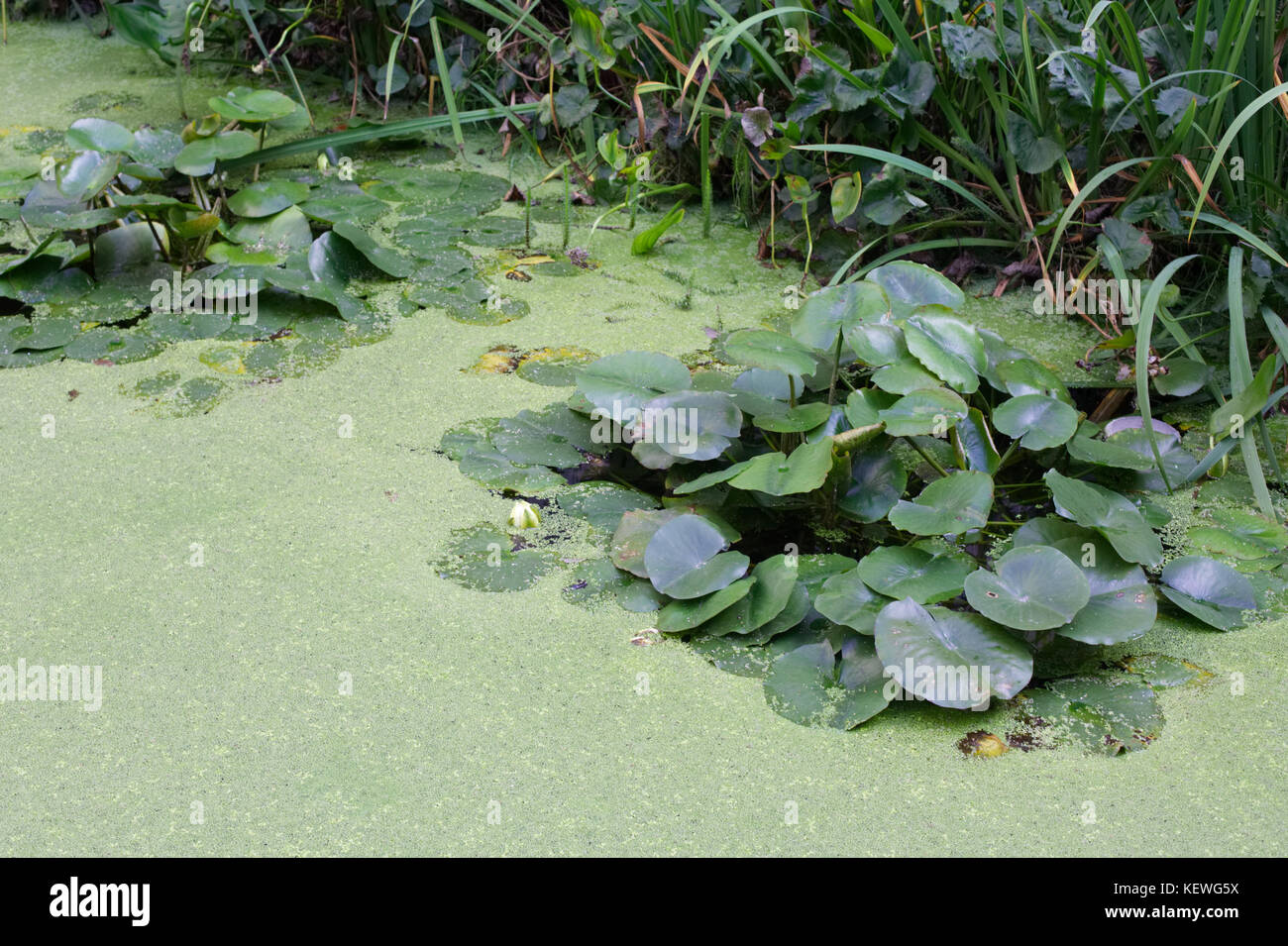 Garden water feature algae hires stock photography and images Alamy