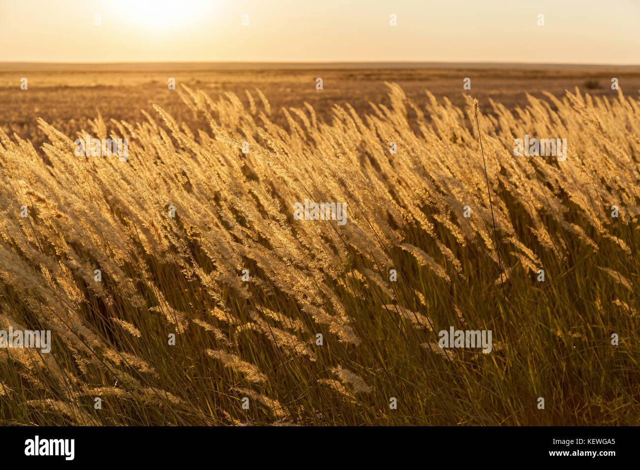 steppe feather grass. Stock Photo
