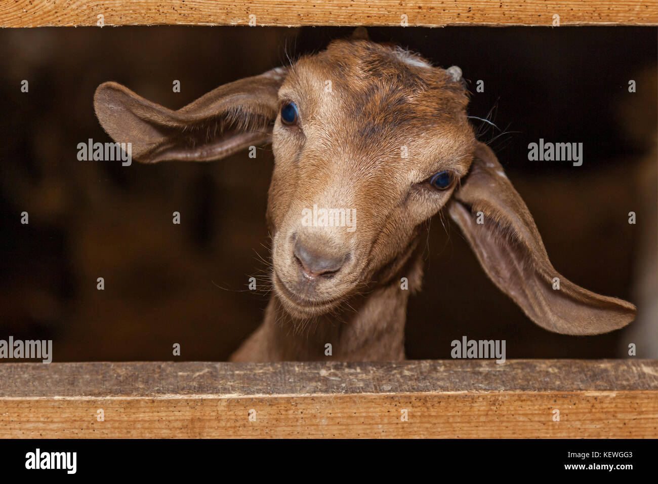 little brown goat Stock Photo Alamy