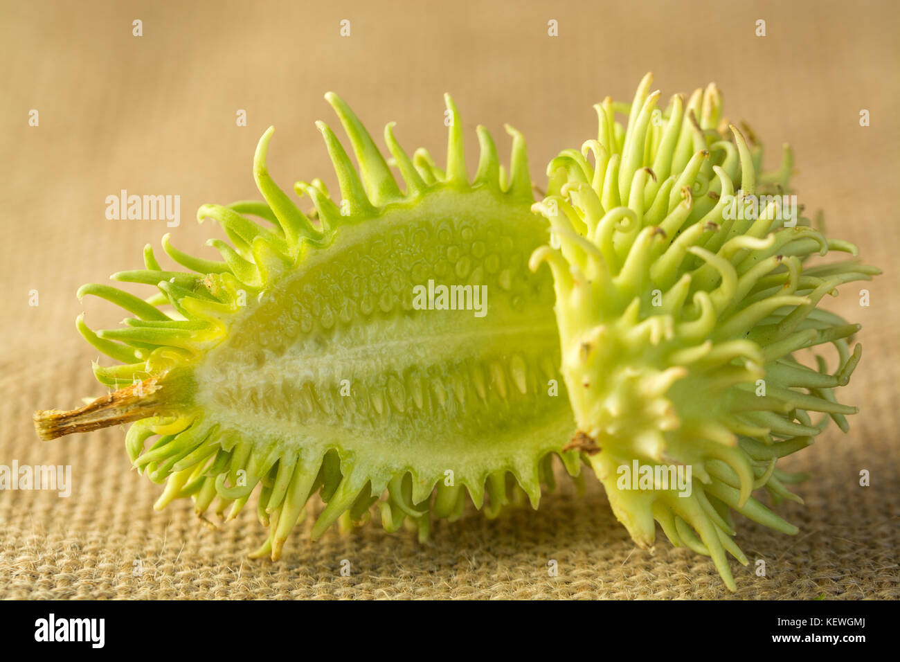 vegetable with spikes on sepia background Stock Photo Alamy