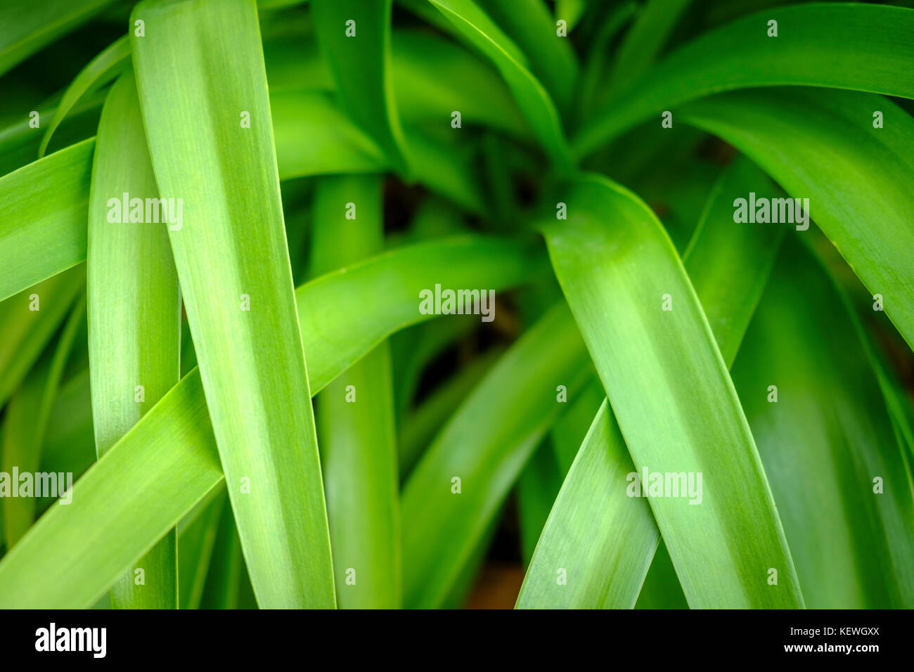 Abstract close up of agapanthus leaves Stock Photo