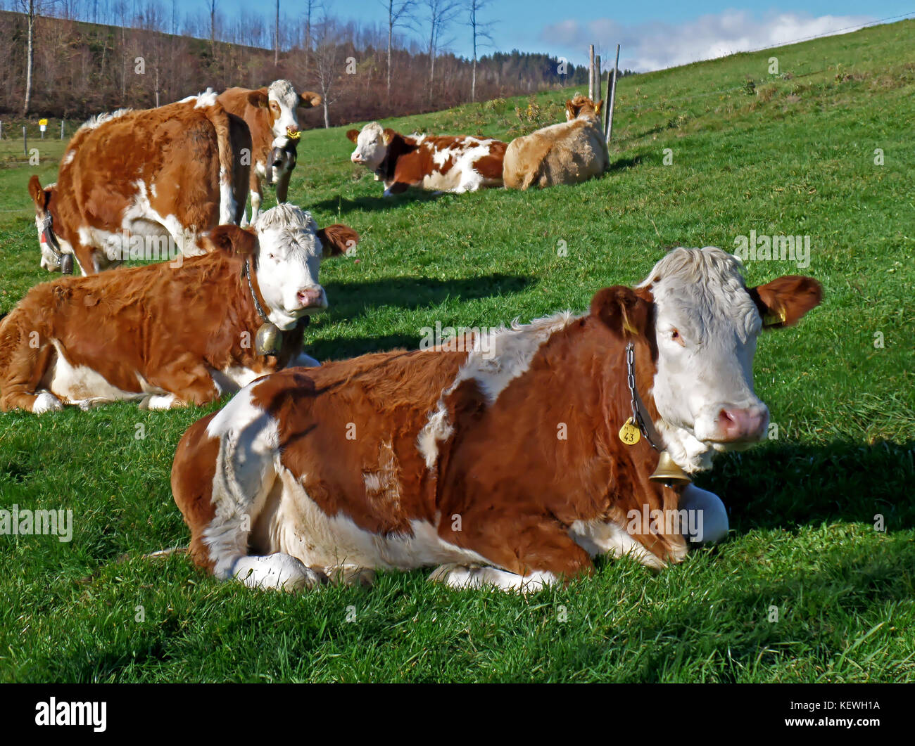 Many Brown and White Cows Relaxing on the Green Meadow in the Countryside of Bavaria, Germany Stock Photo