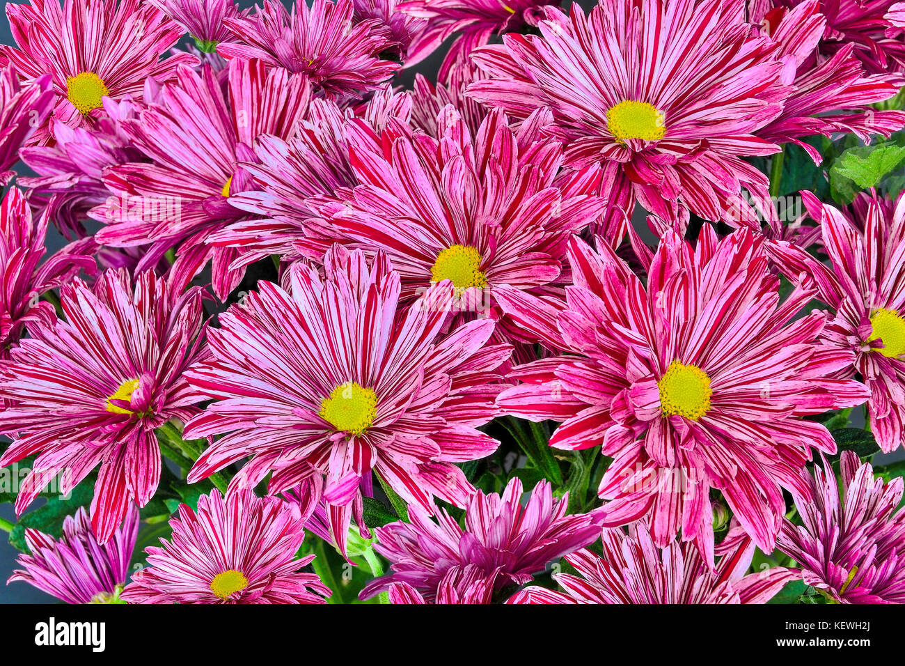 Beautiful floral background - multicolored chrysanthemum flowers bouquet with pink, purple and white stripes on petals close up Stock Photo
