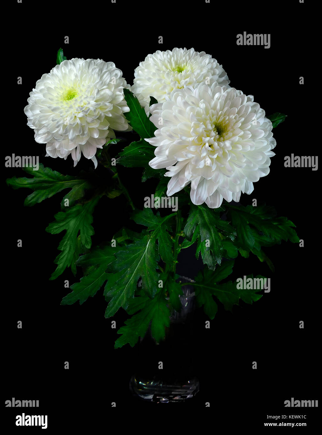 White mums hi-res stock photography and images - Alamy