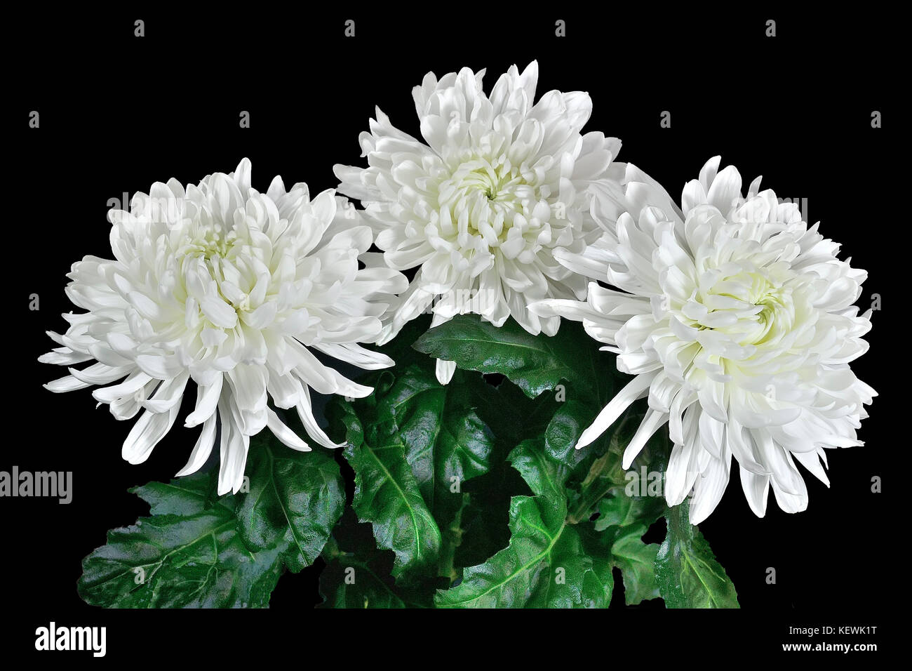 Chrysanthemum green hires stock photography and images Alamy