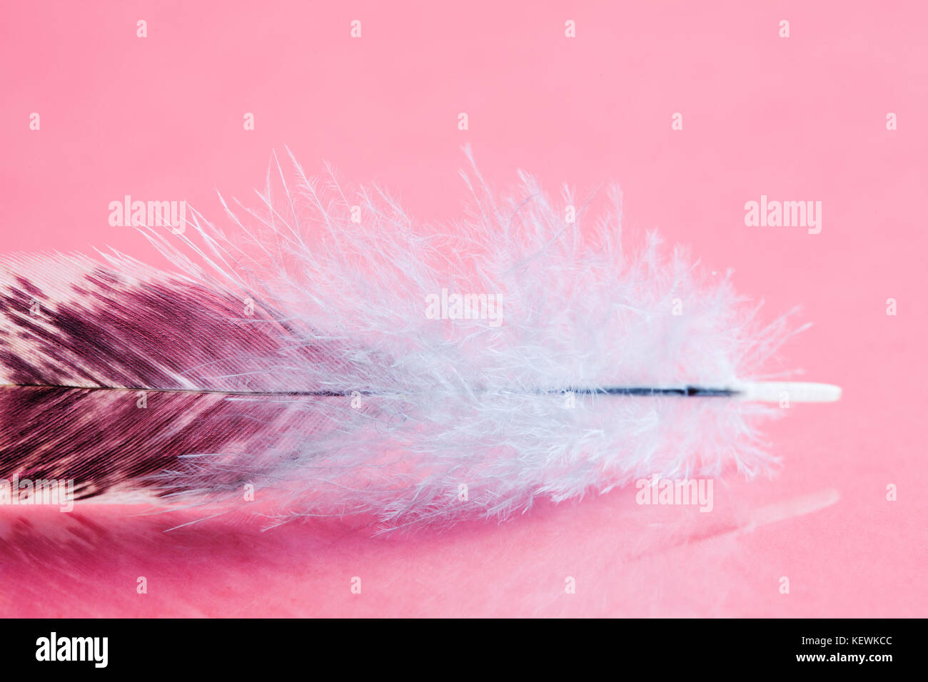 Fluffy colorful feather on pink background. Beautiful bird plumage pattern. Shallow depth of field selective focus. Stock Photo