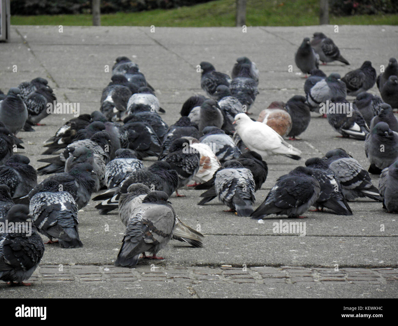 Zagreb's pigeons by winter,Croatia,Europe,2 Stock Photo