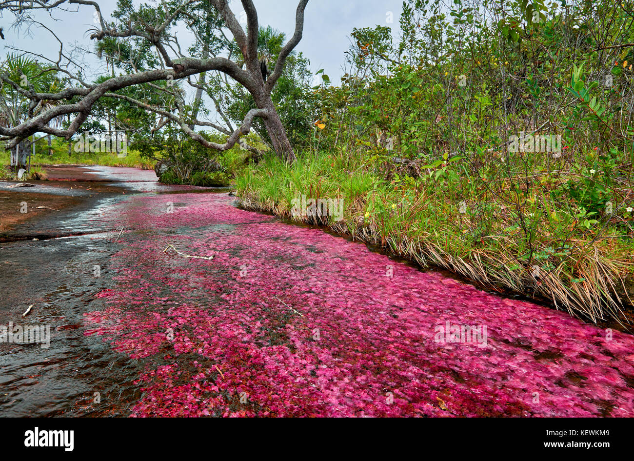 red algae 'Macarenia clavigera' in river near Cano Cristales called the 'River of Five Colors' or the 'Liquid Rainbow', Serrania de la Macarena Stock Photo