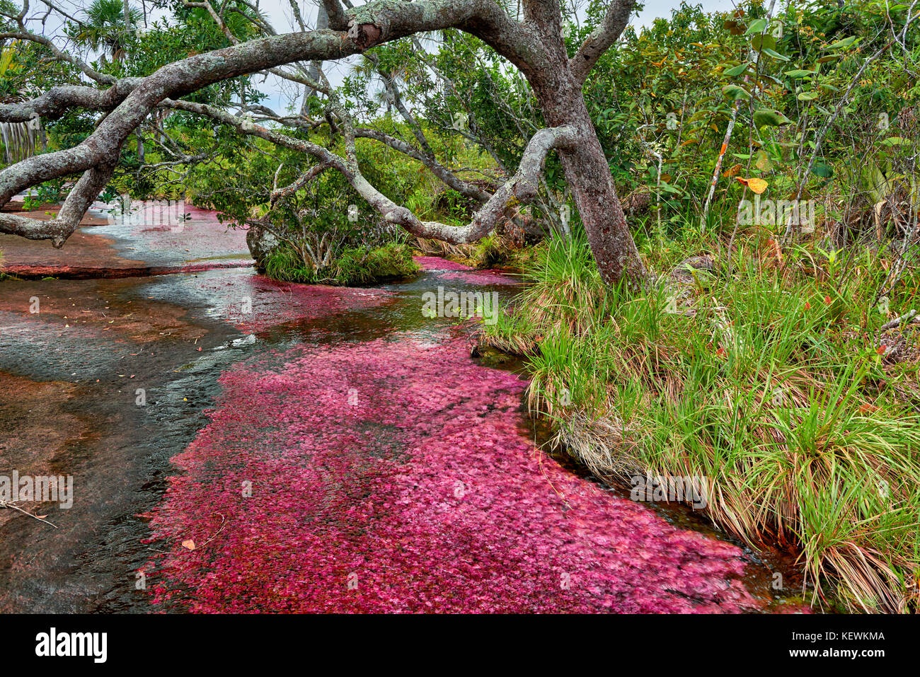 red algae "Macarenia clavigera" in river near Cano Cristales called the  "River of Five Colors" or the "Liquid Rainbow", Serrania de la Macarena  Stock Photo - Alamy