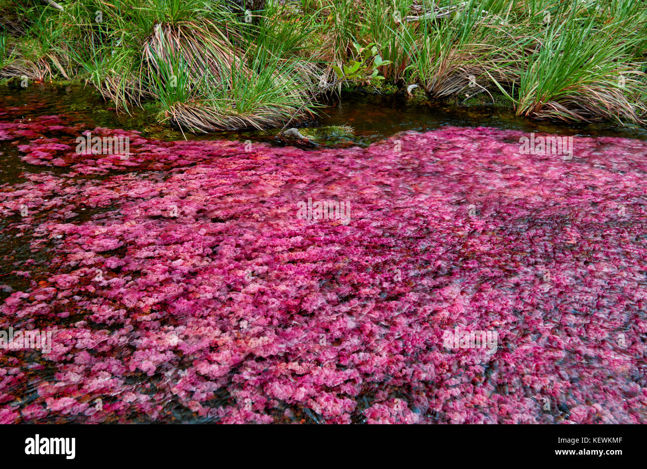 red algae 'Macarenia clavigera' in river near Cano Cristales called the 'River of Five Colors' or the 'Liquid Rainbow', Serrania de la Macarena Stock Photo