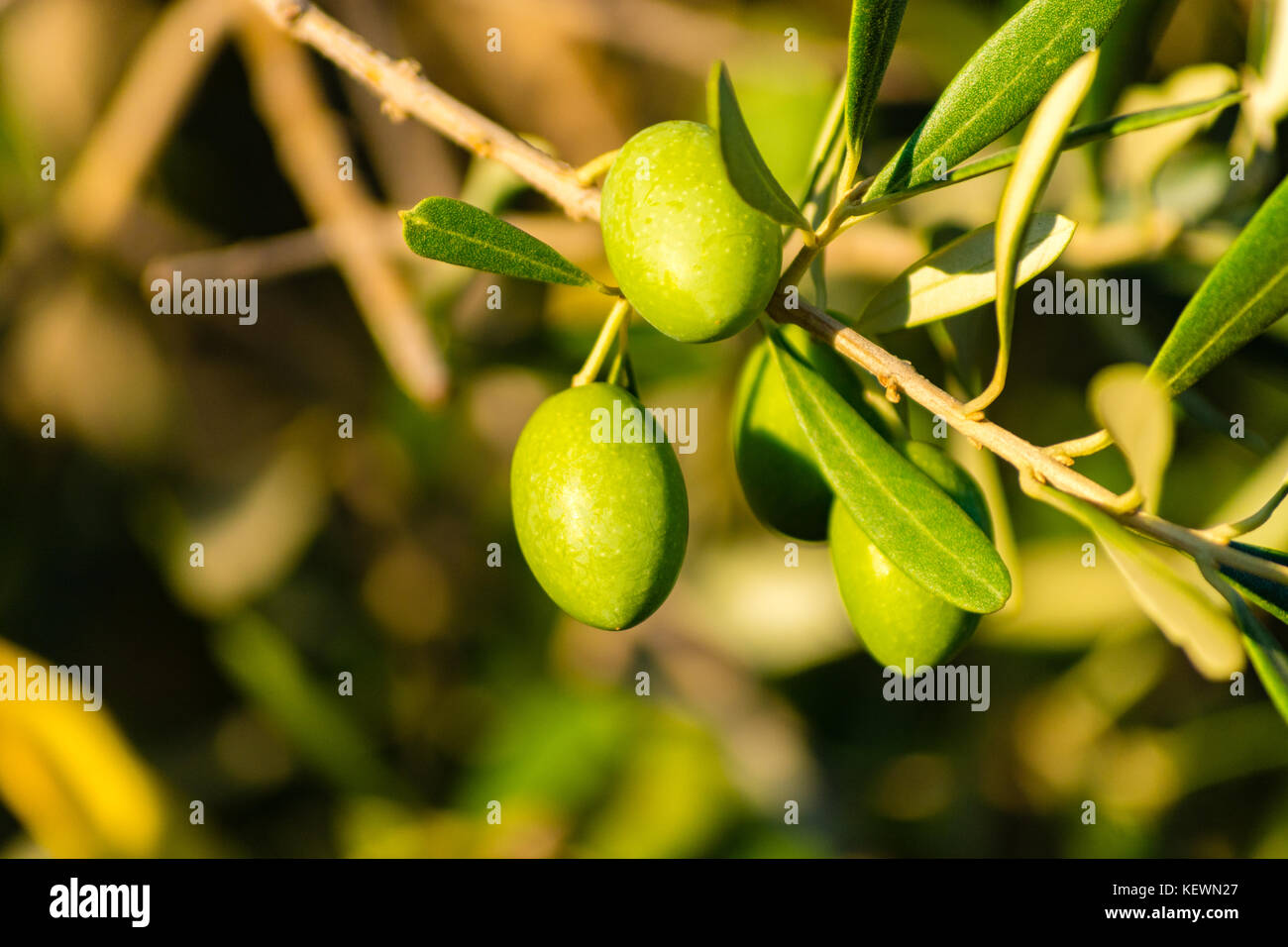 Ripe green olives on the tree, Provence, France Stock Photo Alamy