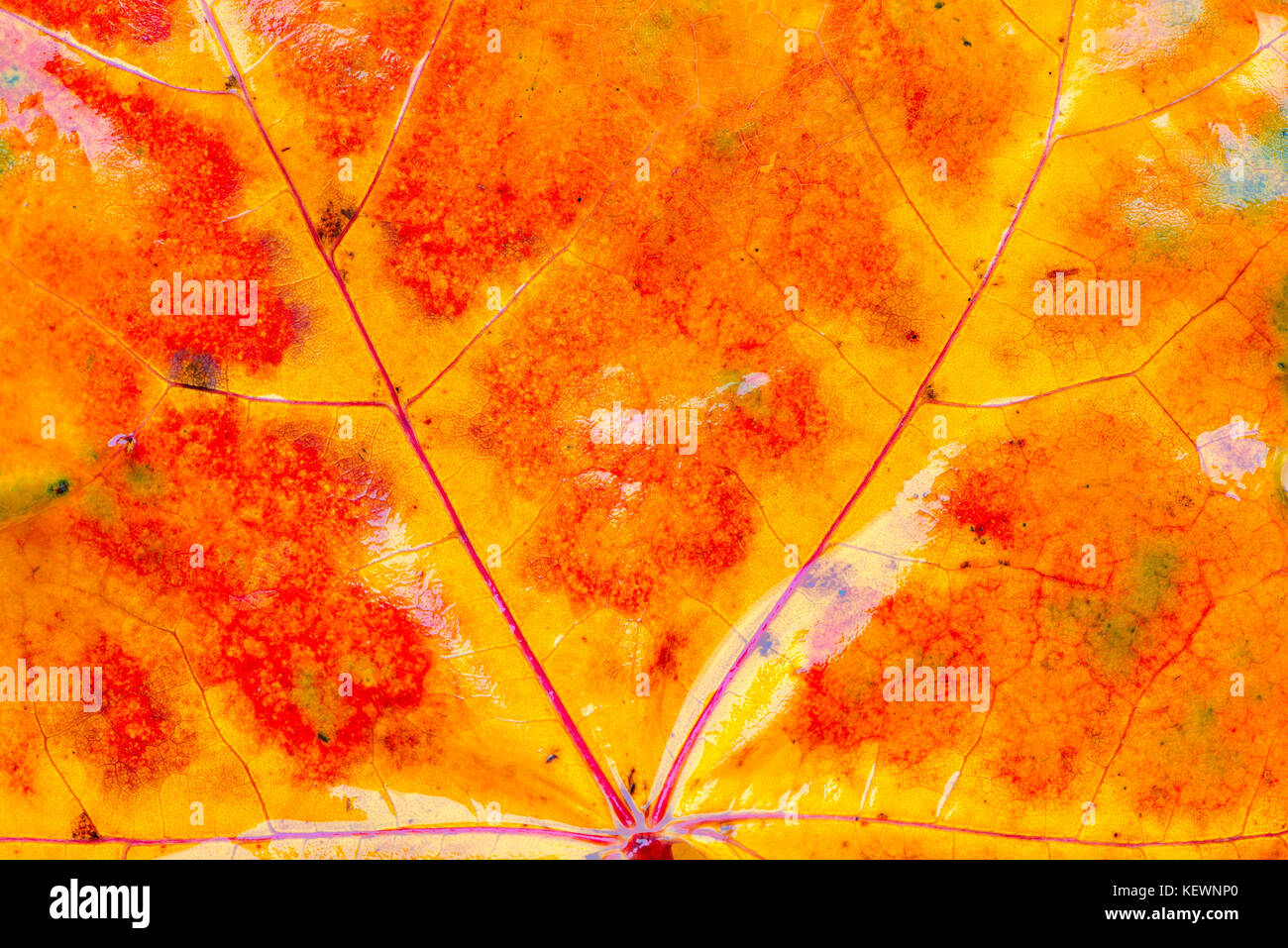 Many wet yellow maple leaf hi-res stock photography and images - Alamy