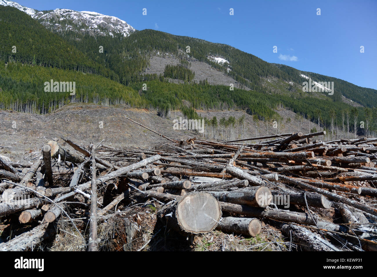 A clear-cut logging block and deforestation slash on a mountainside near Port Alberni, on Vancouver Island, British Columbia, Canada. Stock Photo