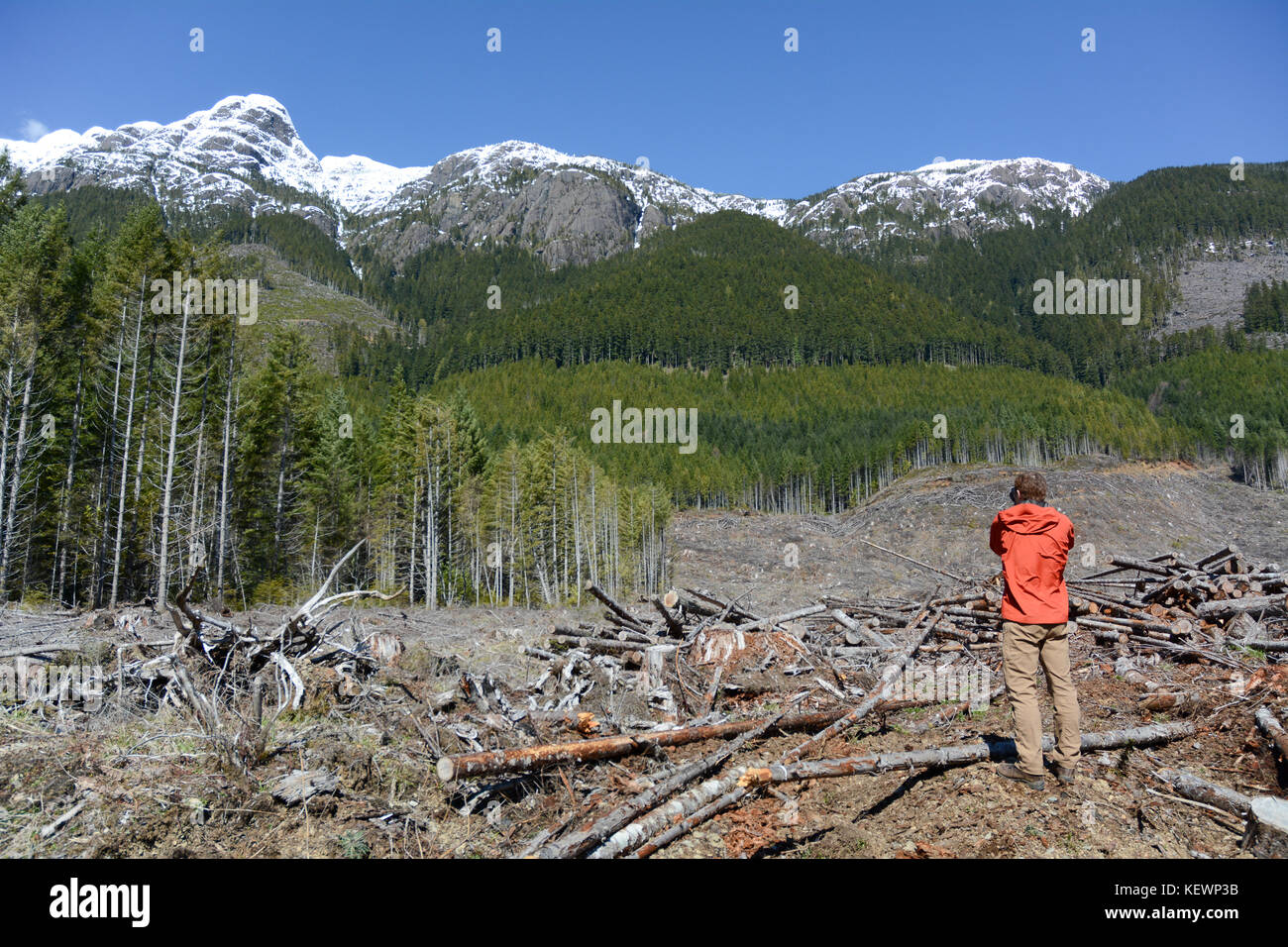 An environmentalist surveys a clear-cut logging block and deforestation slash near Port Alberni, on Vancouver Island, British Columbia, Canada. Stock Photo