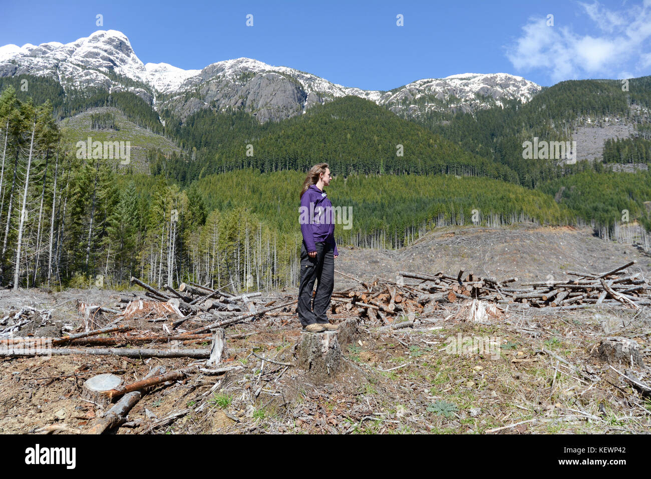 An environmentalist surveys a clear-cut logging block and deforestation slash near Port Alberni, on Vancouver Island, British Columbia, Canada. Stock Photo