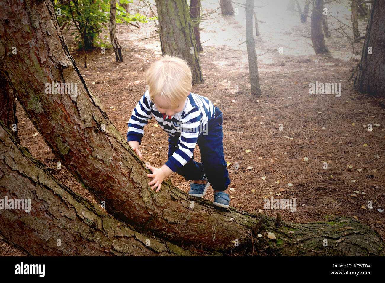 Little boy climbing up a tree trunk Stock Photo