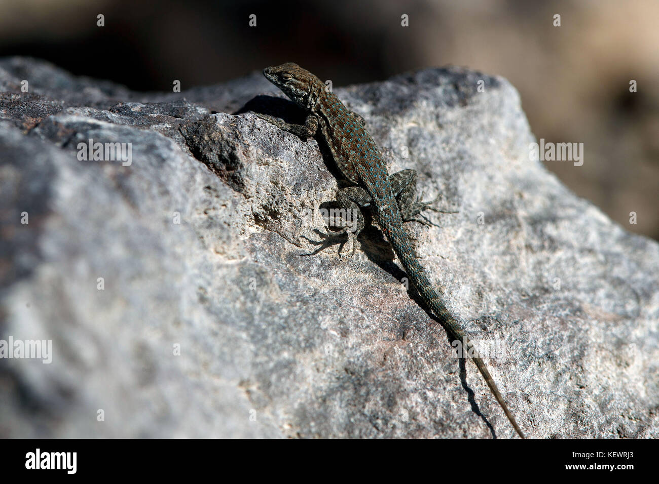 A lizard sits on the edge of  Star Wars Canyon / Rainbow Canyon, Death Valley National Park, Panamint Springs, California, United States of America Stock Photo