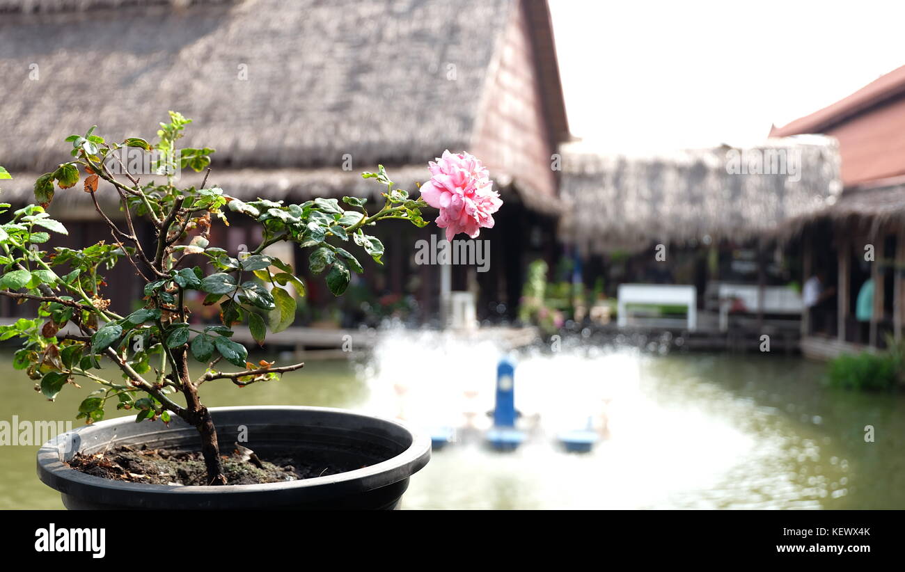 a lonely rose in a lonely pot standing in the middle of the bridge, floating market, Ayuthaya, Thailand Stock Photo