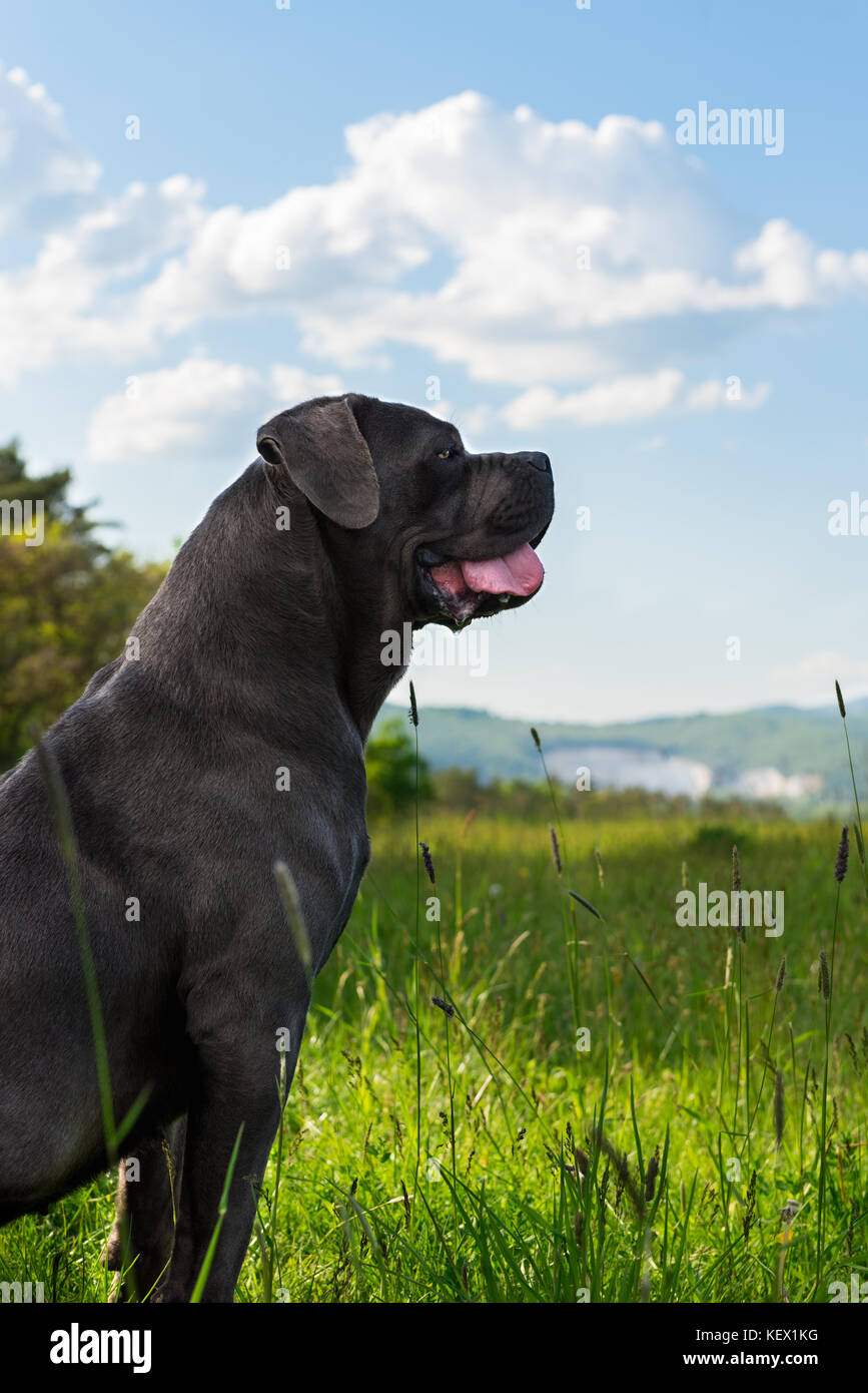 Cane Corso Italian Mastiff Dog Stock Photo 164070580 Alamy