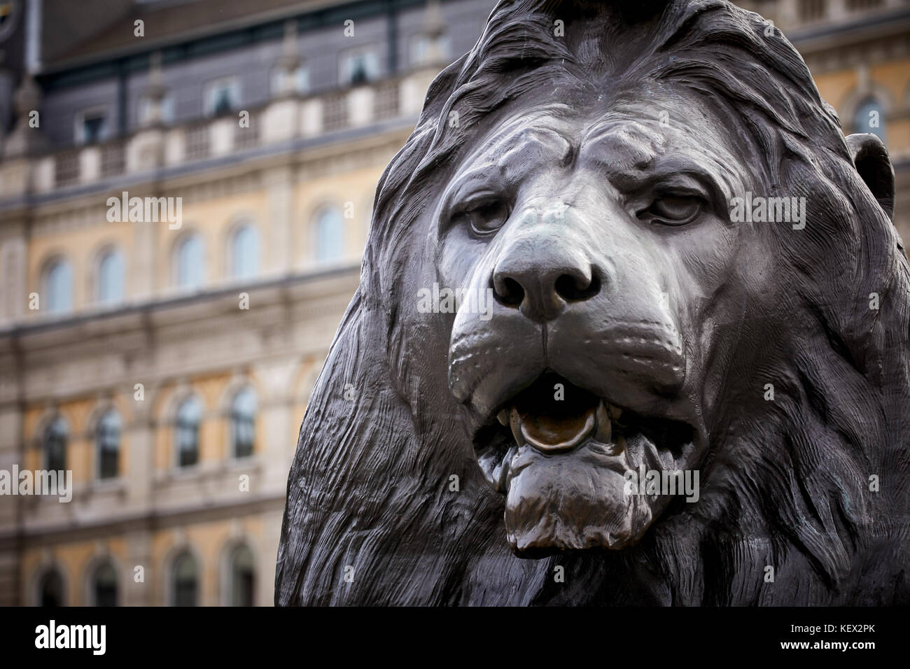 Close up of landmark Trafalgar Square lions City of Westminsterin London the capital city of England Stock Photo