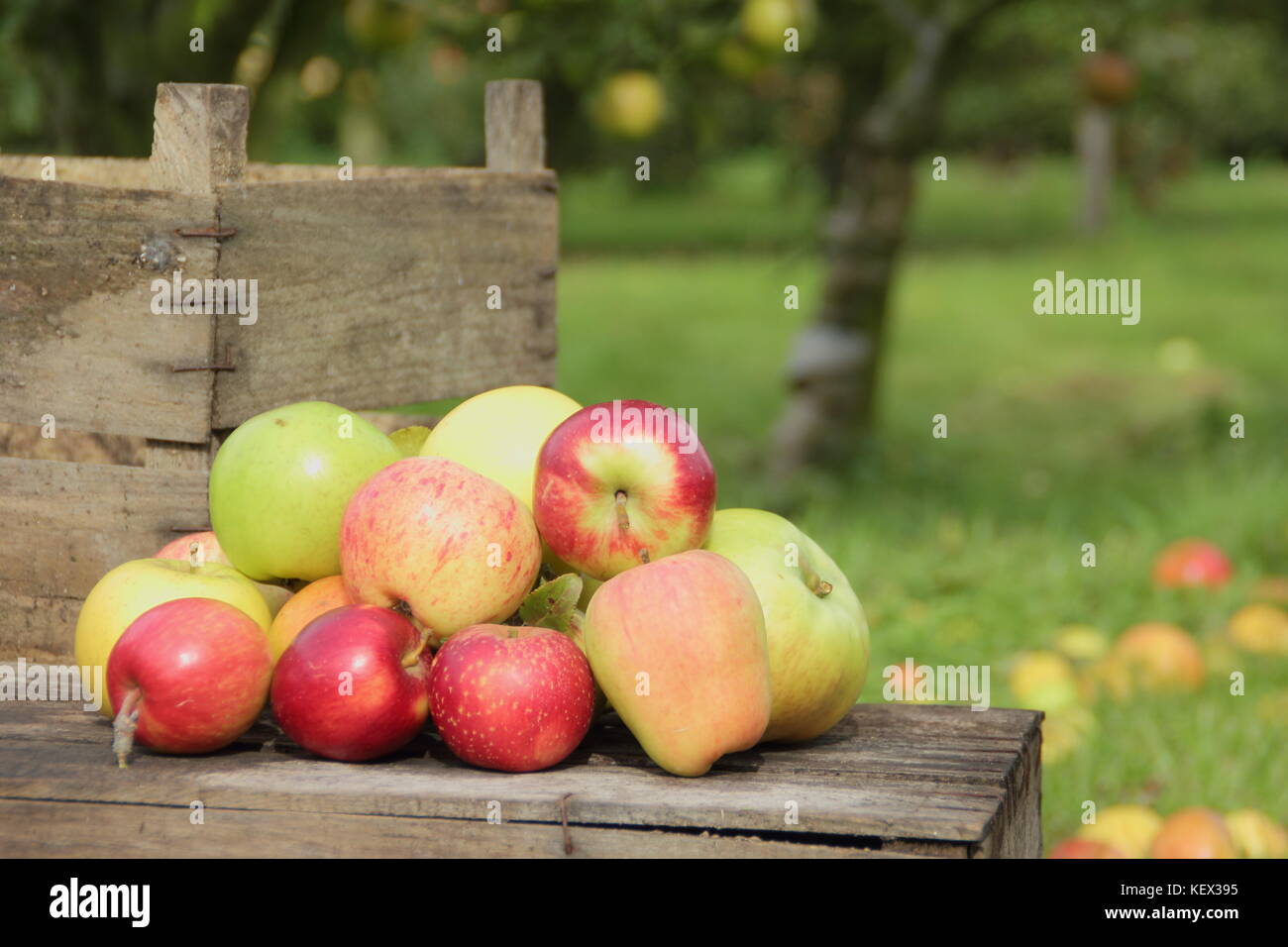 Heirloom apple varieties including Duchess's Favourite, Bascombe Mystery and Hunt House in an English orchard at harvest time on a bright autumn day Stock Photo