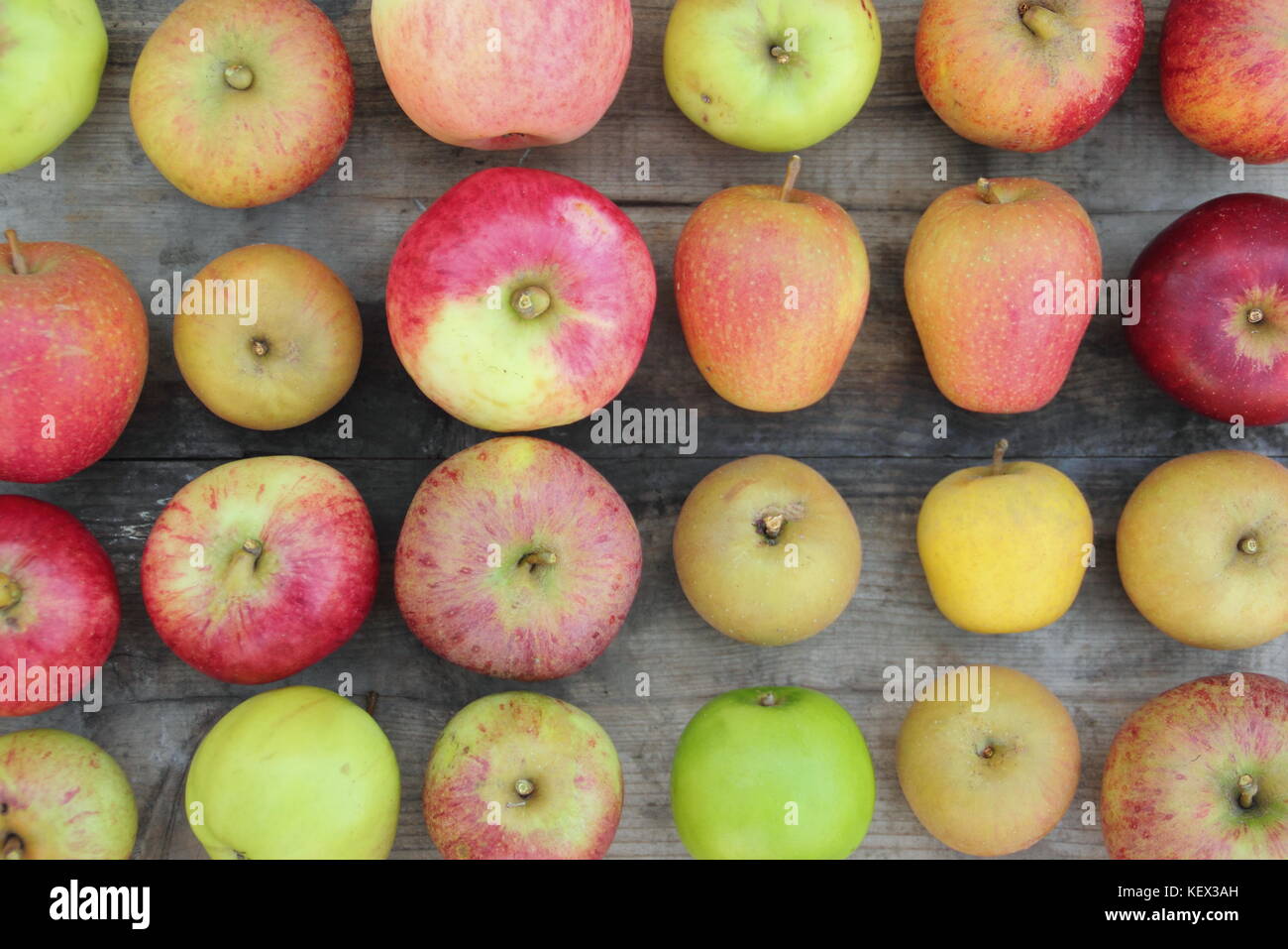 Freshly harvested English apples (malus domestica) including new and