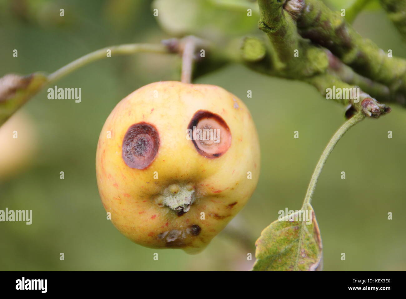 A cute little apple on a tree in an English orchard appears to have a funny face, with wide eyes caused by fruit scab, a fungal disease of fruit trees Stock Photo