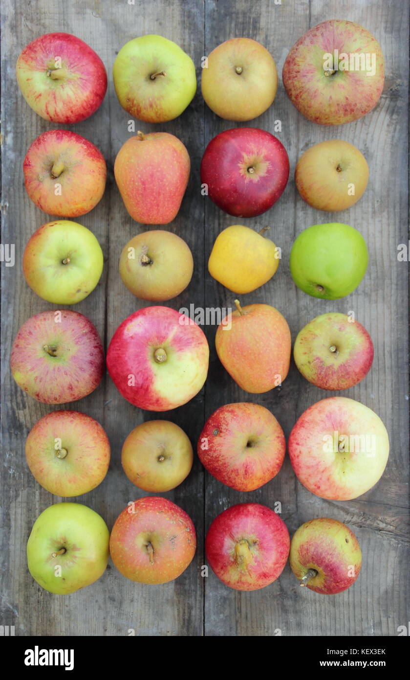 Freshly harvested English apples (malus domestica) including new and heritage varieties Pitmaston Pineapple, Adam's Pearmain and Worcester Pearmain UK Stock Photo