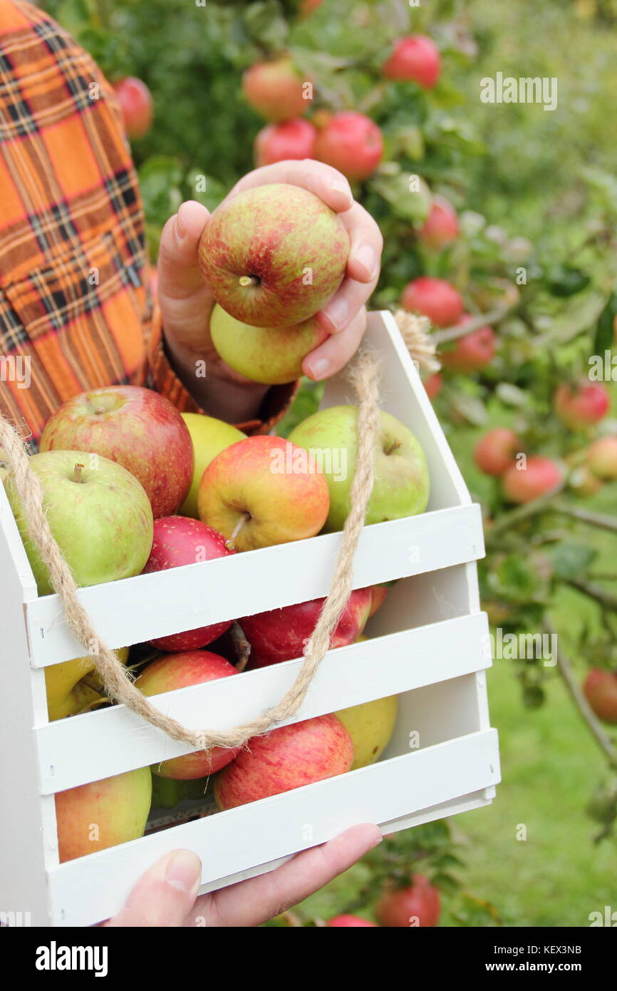 Heritage varieties of British apples (Malus domestica) are harvested in