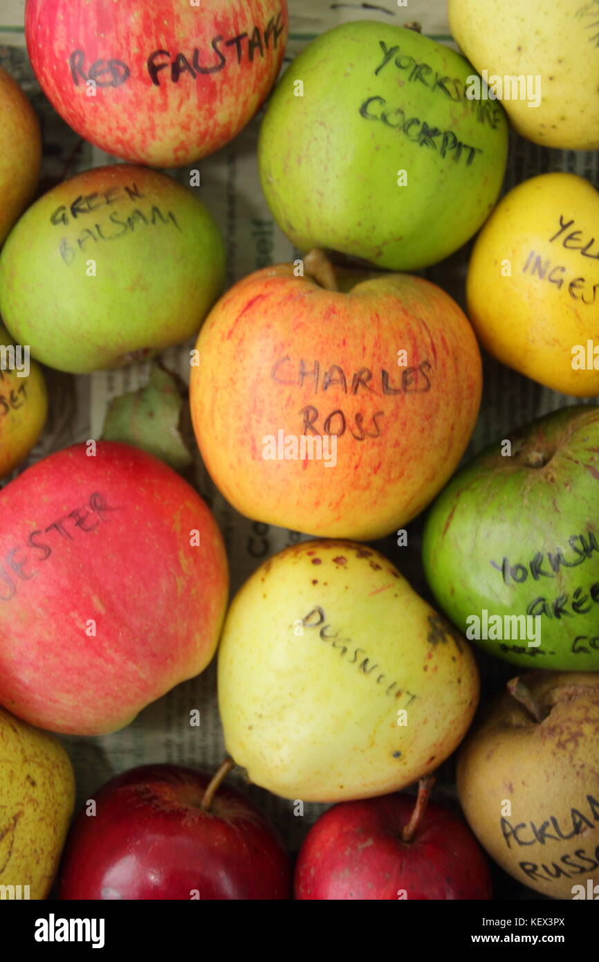 old-english-apple-varieties-high-resolution-stock-photography-and