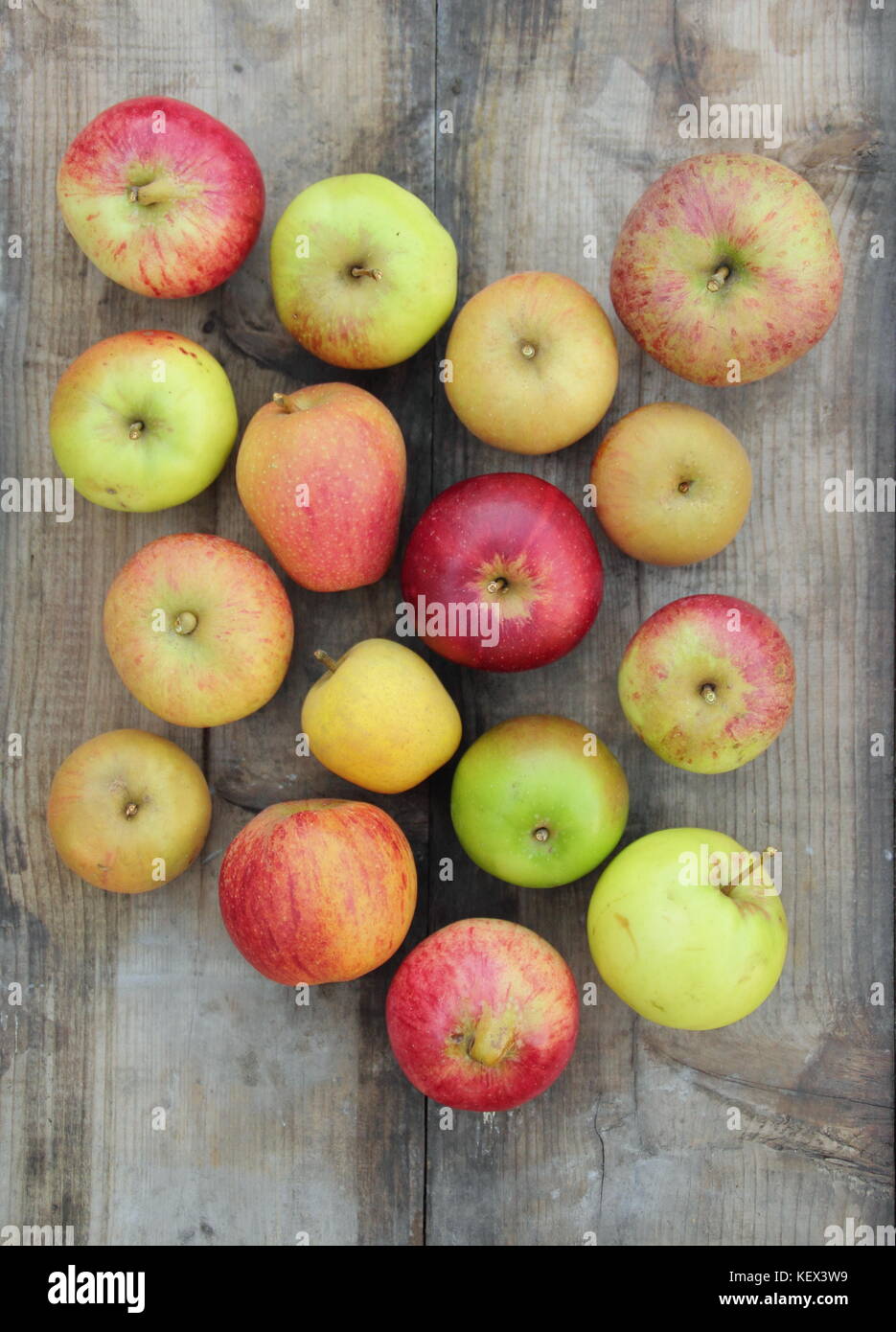 Freshly harvested English apples (malus domestica) including heritage varieties Pitmaston Pineapple, Worcester Pearmain and Lamb's Seedling, autumn UK Stock Photo