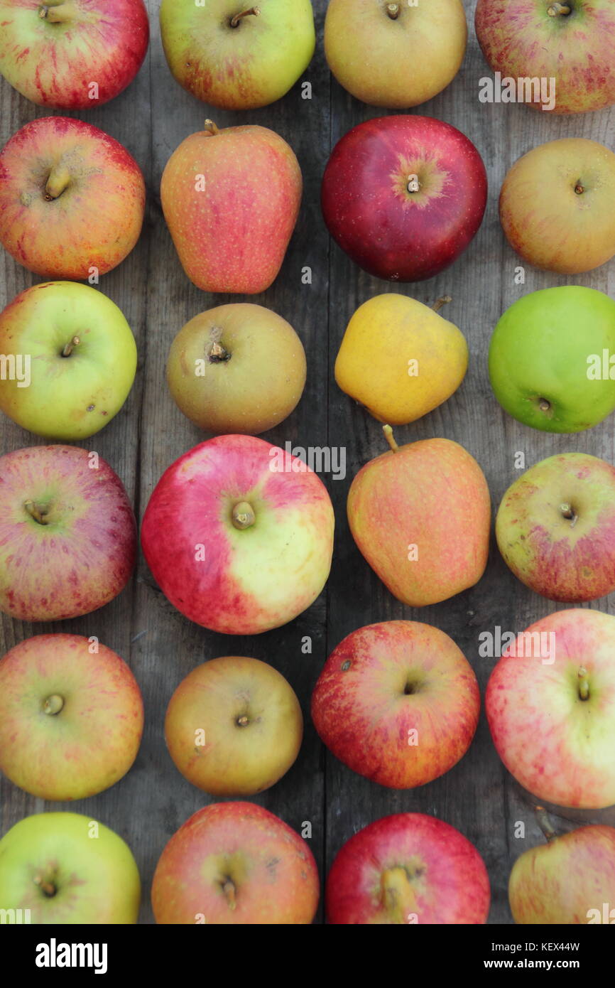 Freshly harvested English apples (malus domestica) including new and heritage varieties Pitmaston Pineapple, Adam's Pearmain and Worcester Pearmain UK Stock Photo