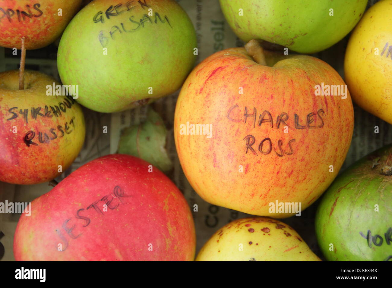 English apple varieties (malus domestica) including the handsome classic, Charles Ross and rare Sykehouse Russet, displayed at Apple Day celebration Stock Photo