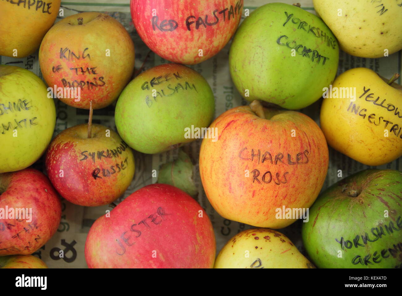 English apple varieties (malus domestica) including the handsome