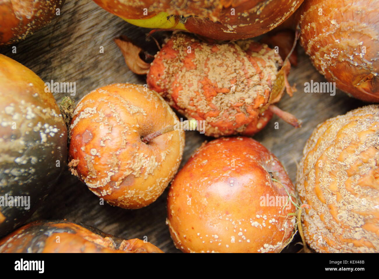 Diseased apples (Malus domestica) with brown rot (monilinia laxa/monilinia fructigena) removed to discourage fungal spread, UK Stock Photo