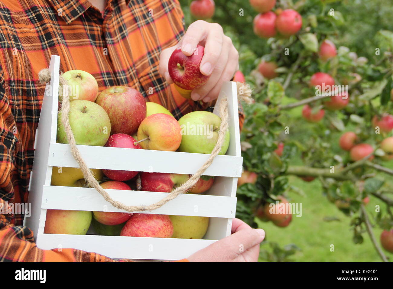 Heritage varieties of British apples (Malus domestica) are harvested in an English orchard at an Apple Day festival in autumn (October) Stock Photo