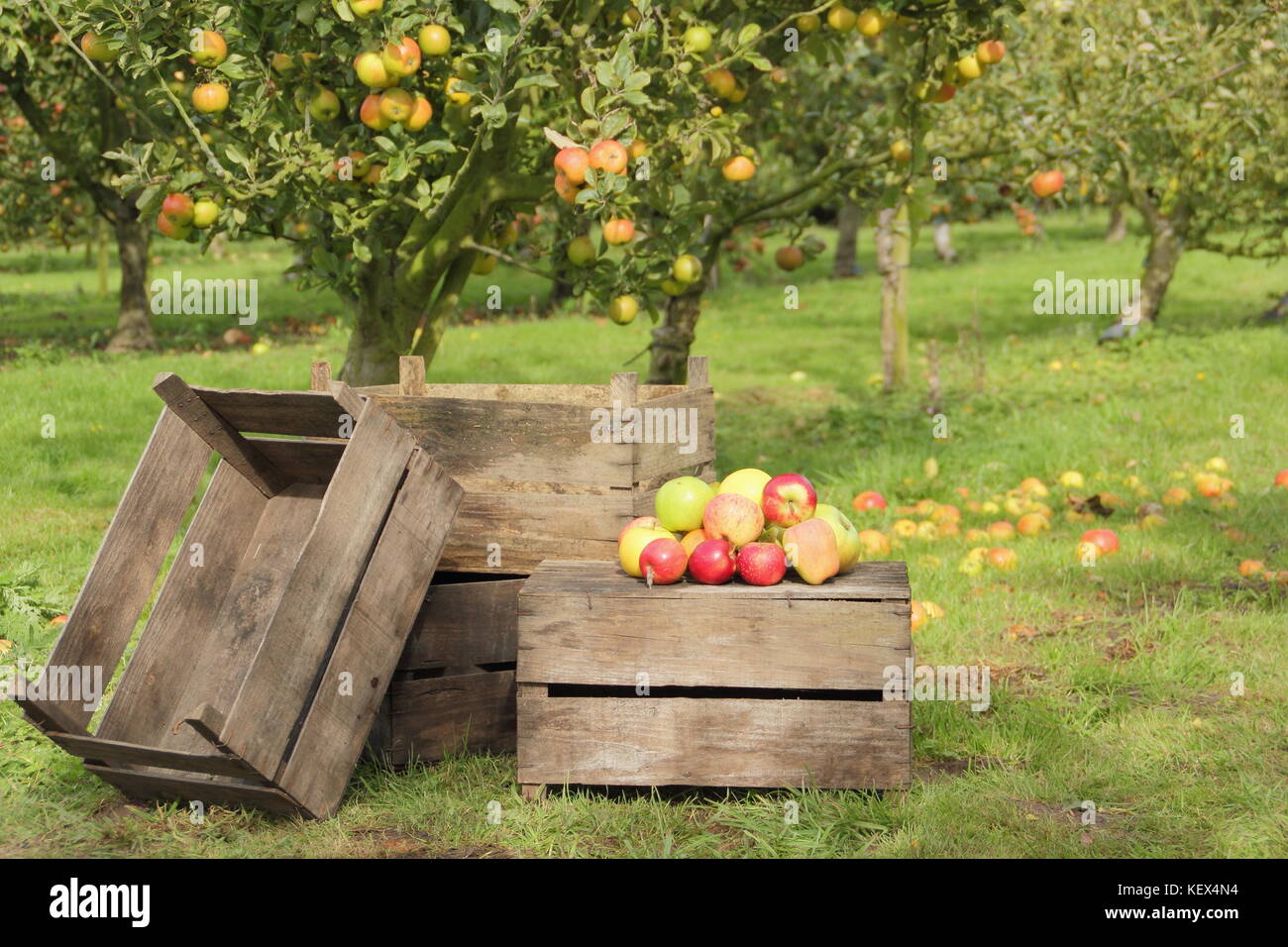 Heritage apple varieties including Duchess's Favourite, Bascombe Mystery and Hunt House in an English orchard at harvest time on a bright autumn day Stock Photo