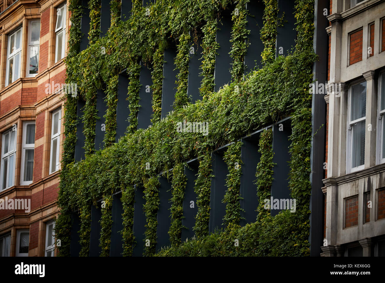 Evergreen plants Living Wall for the façade of synergy House on