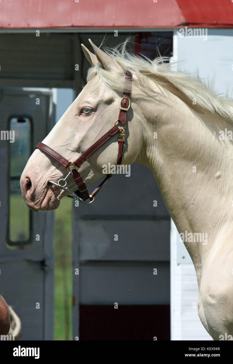 Cremello warmblood stallion Stock Photo - Alamy