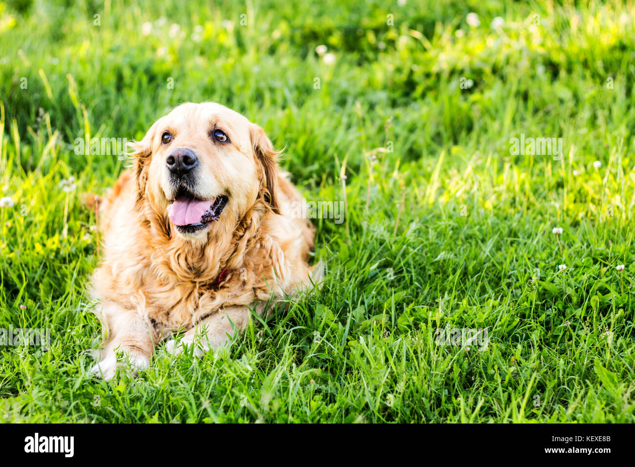old golden retriever dog Stock Photo Alamy