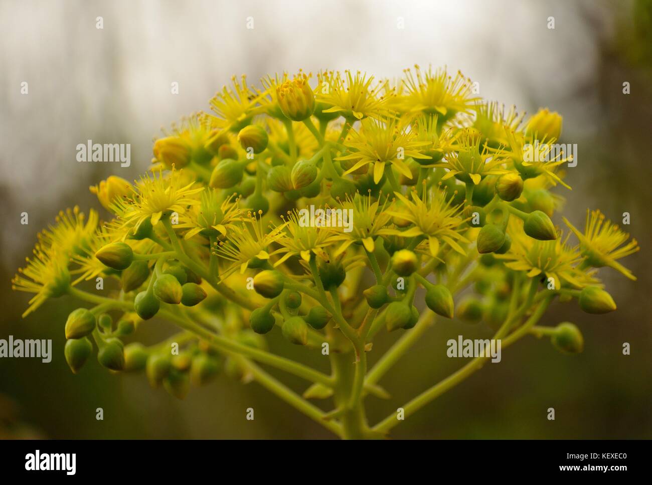Beautiful flowers of aeonium in foreground, Canary islands Stock Photo