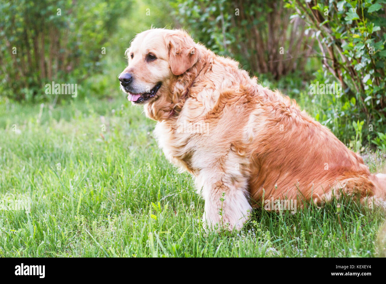 old golden retriever dog Stock Photo Alamy
