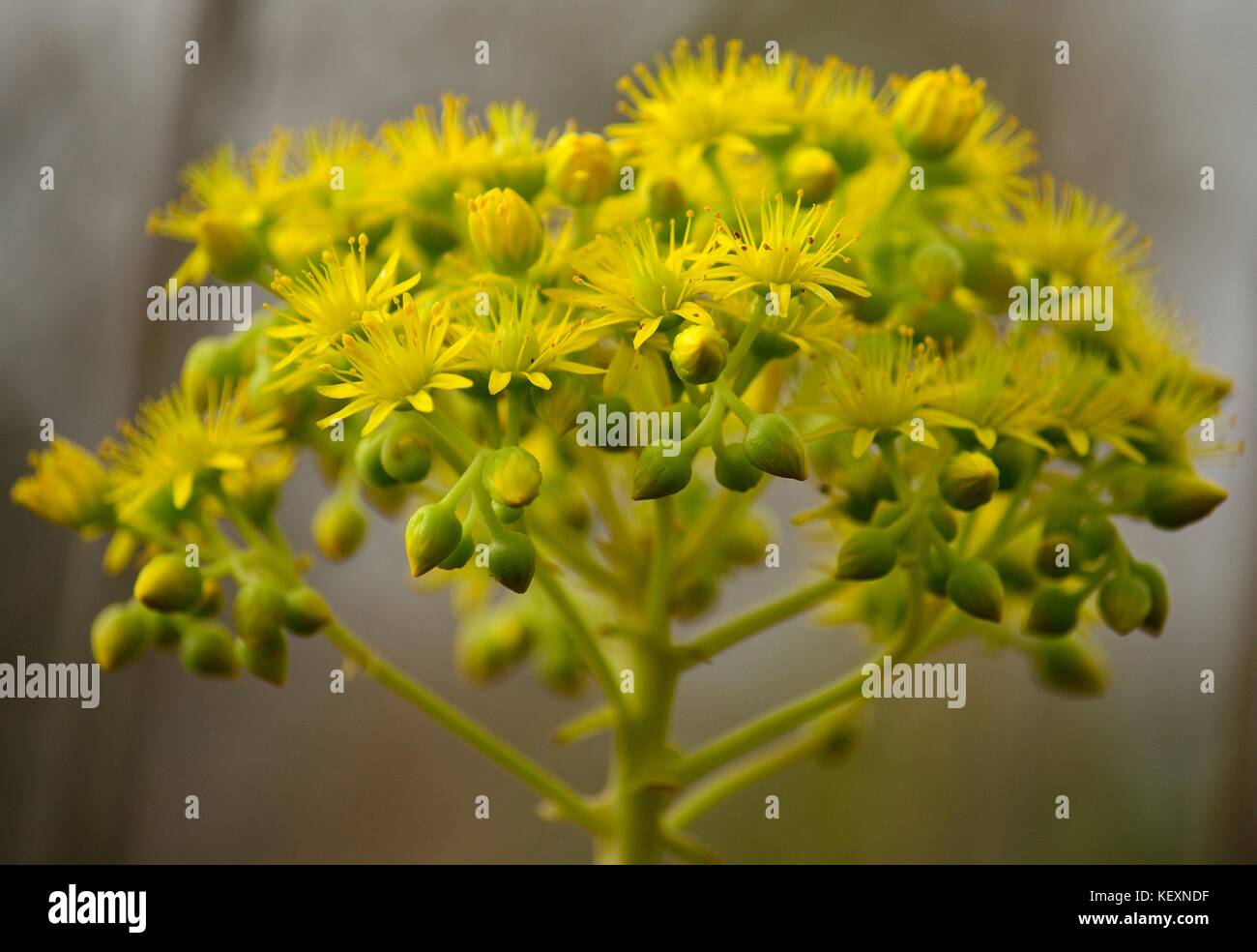 Beautiful flowers of aeonium in full splendor, Canary islands Stock Photo